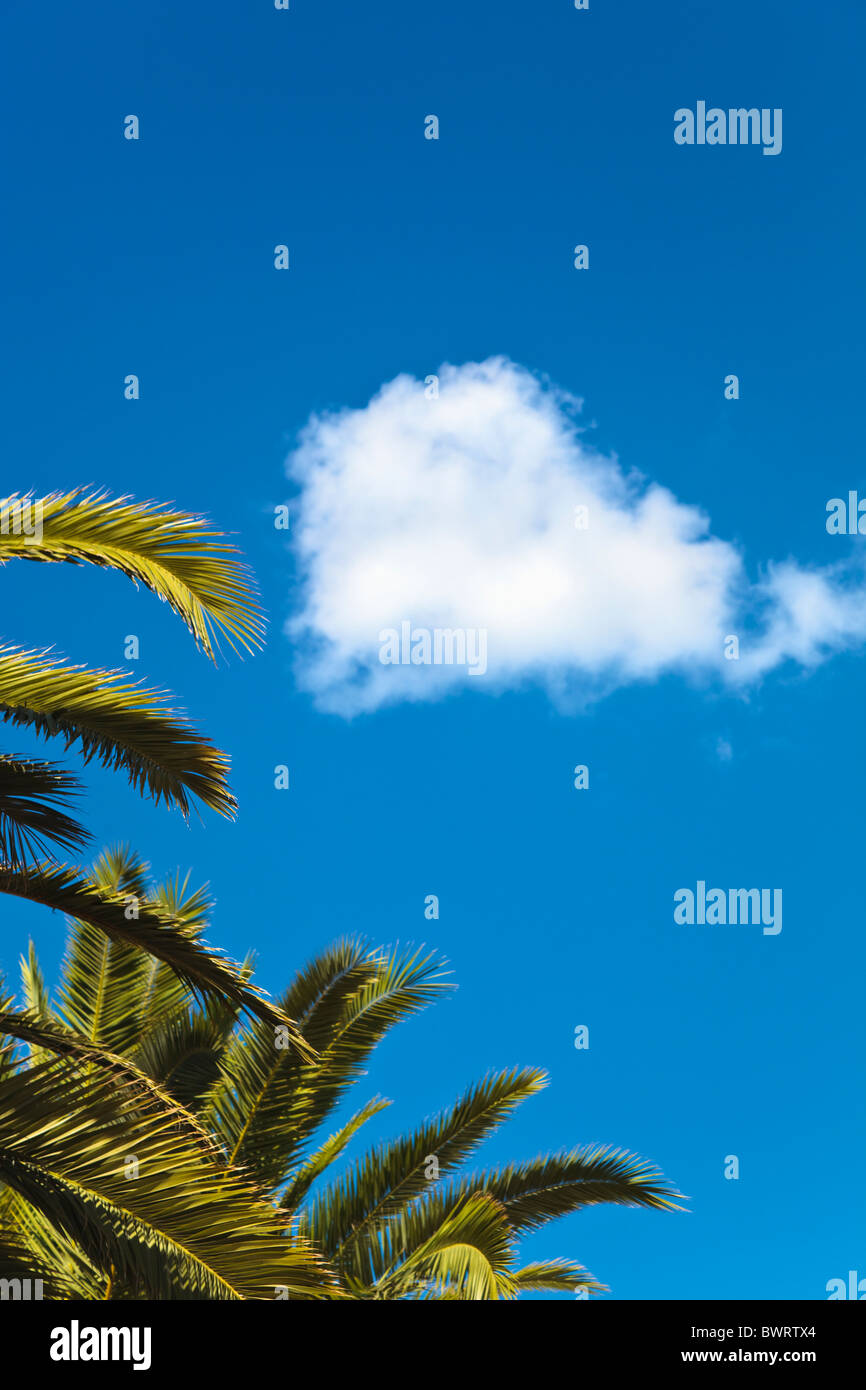 Palm fronds and white cloud against blue sky Stock Photo