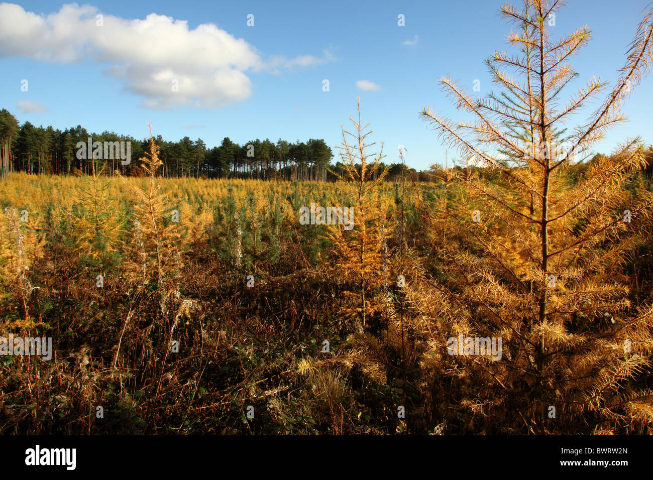 Dying fir tree hires stock photography and images Alamy