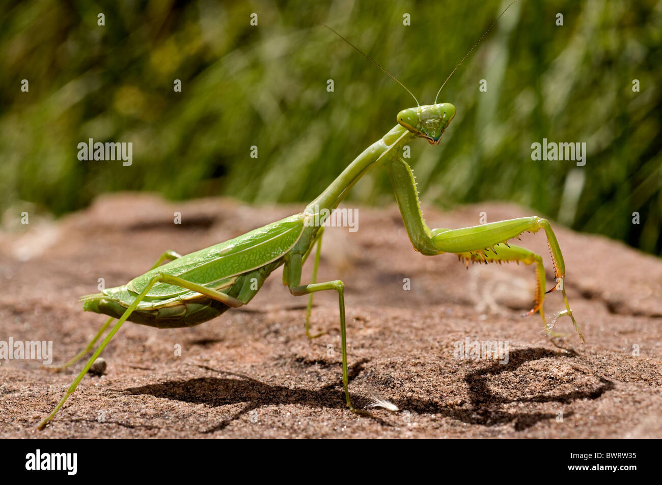 Green Preying Mantis Stock Photo