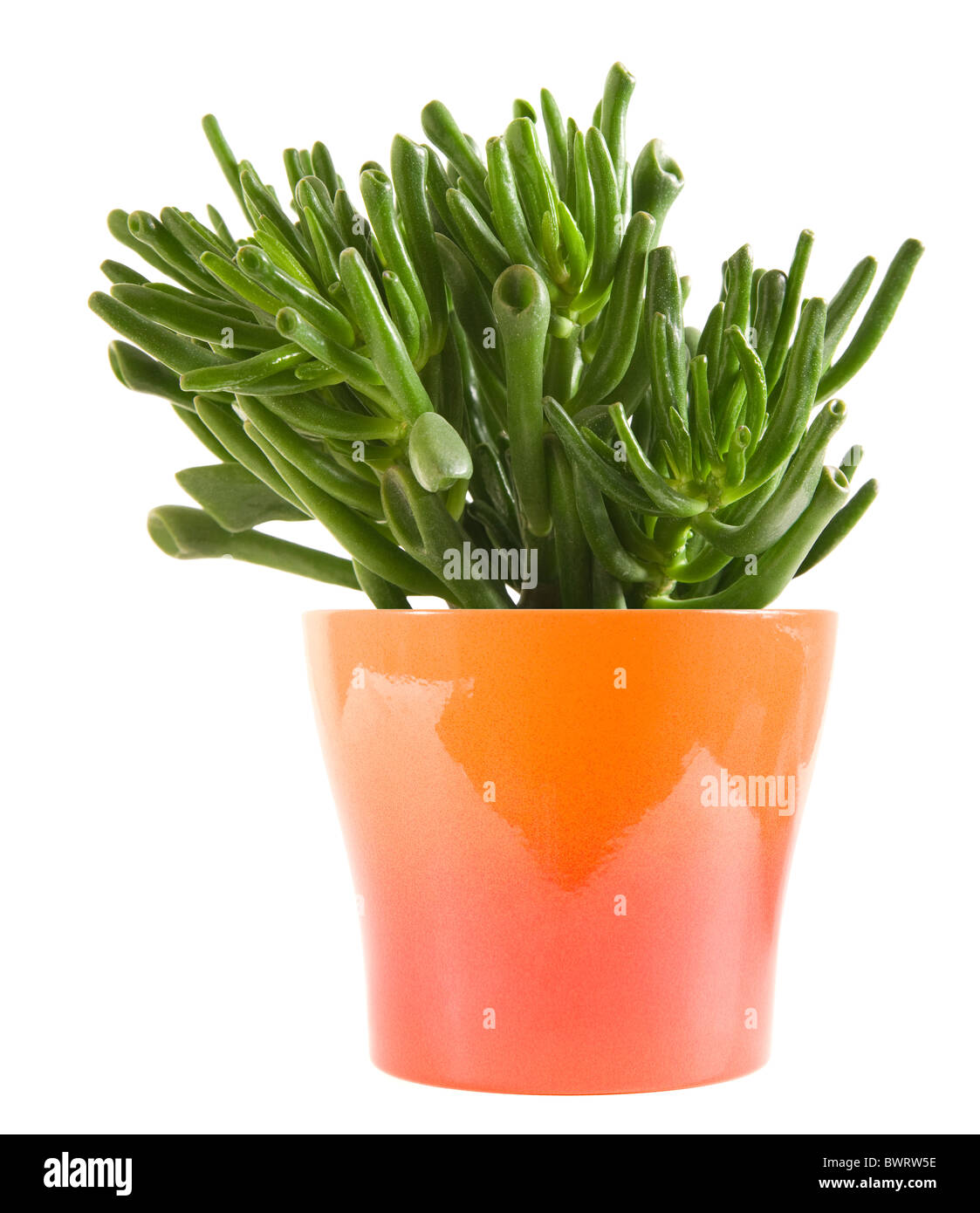 succulent crassula plant with tubular leaves, in bright orange  pot, isolated on white Stock Photo