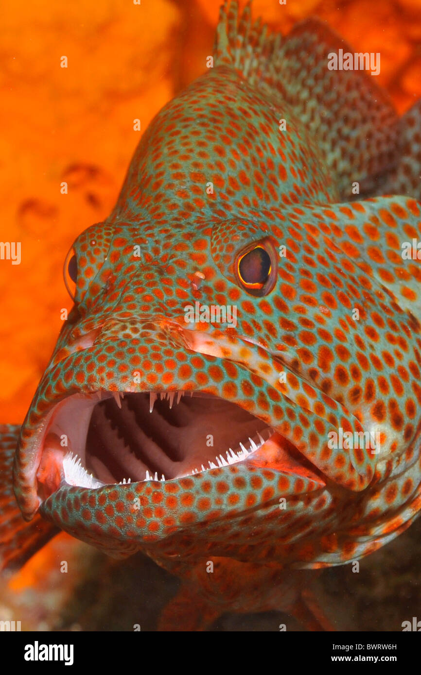 Grouper fish teeth hires stock photography and images Alamy