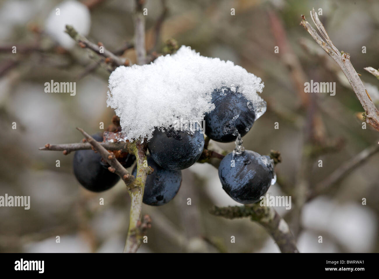 Sloe berries with snow in winter Stock Photo