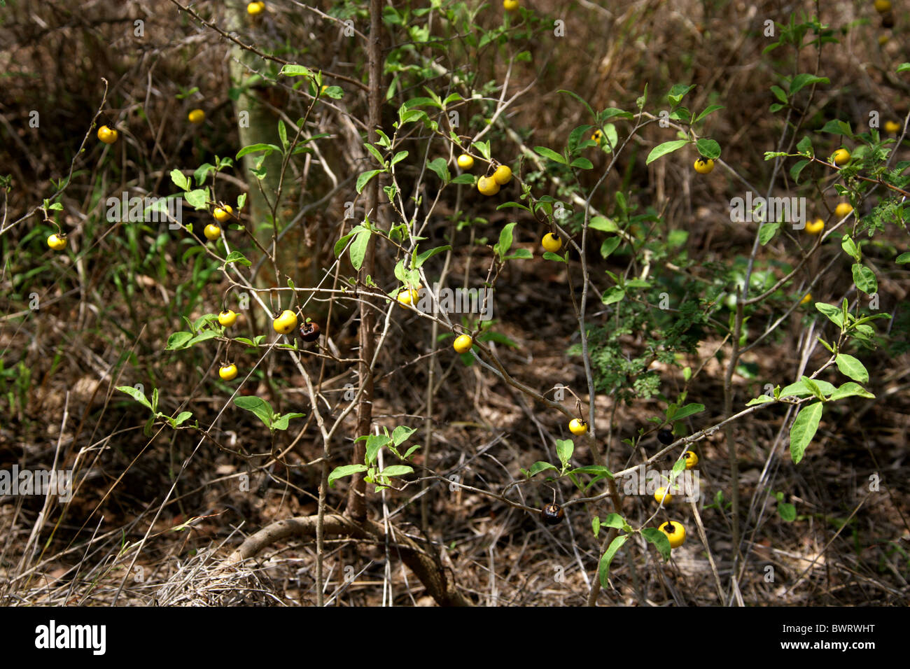 Spineless Solanum sp., (Solanaceae), with Small Yellow Fruits. Hluhluwe, South Africa Stock Photo