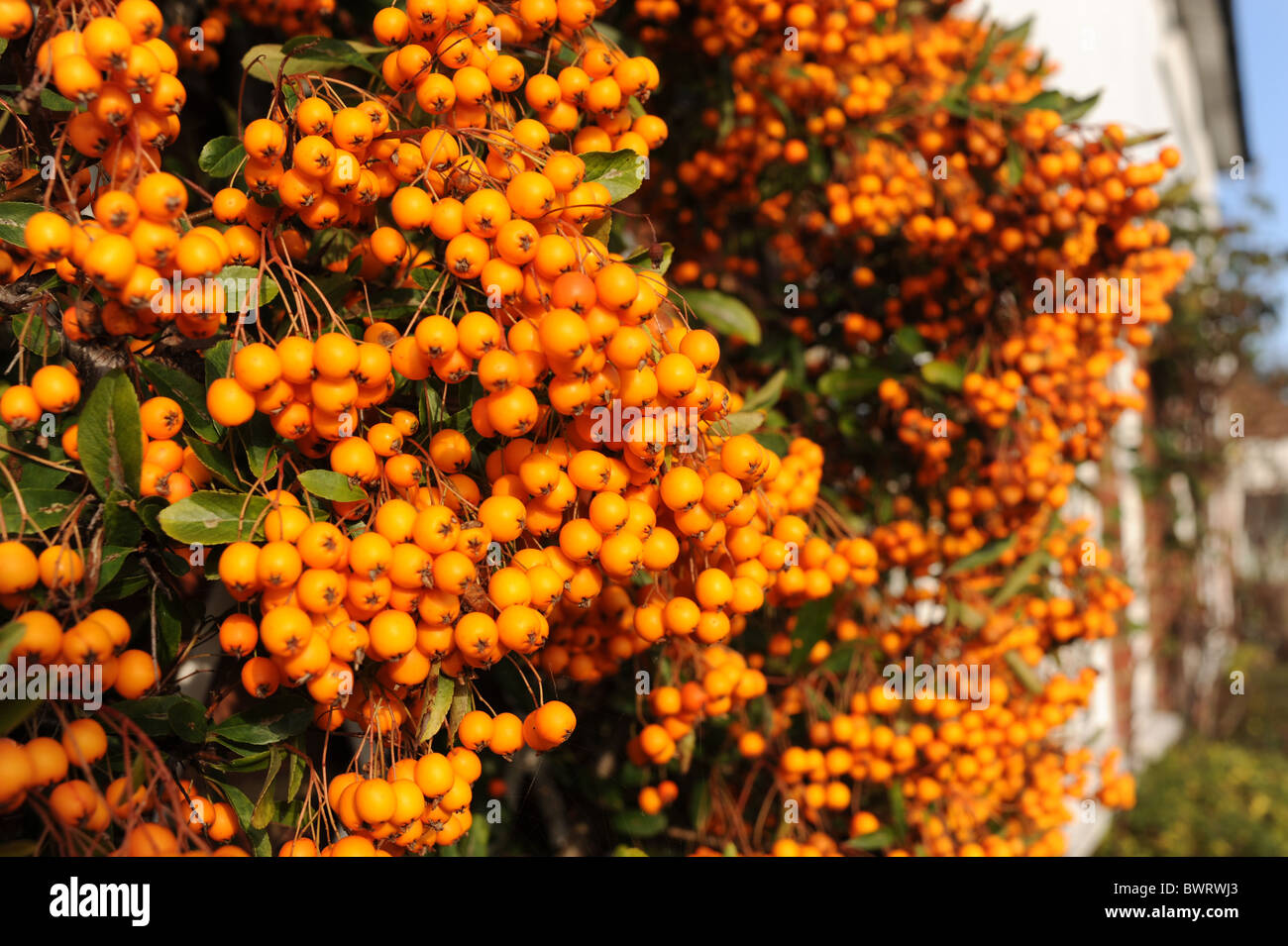 Orange pyracantha berries bush hires stock photography and images Alamy