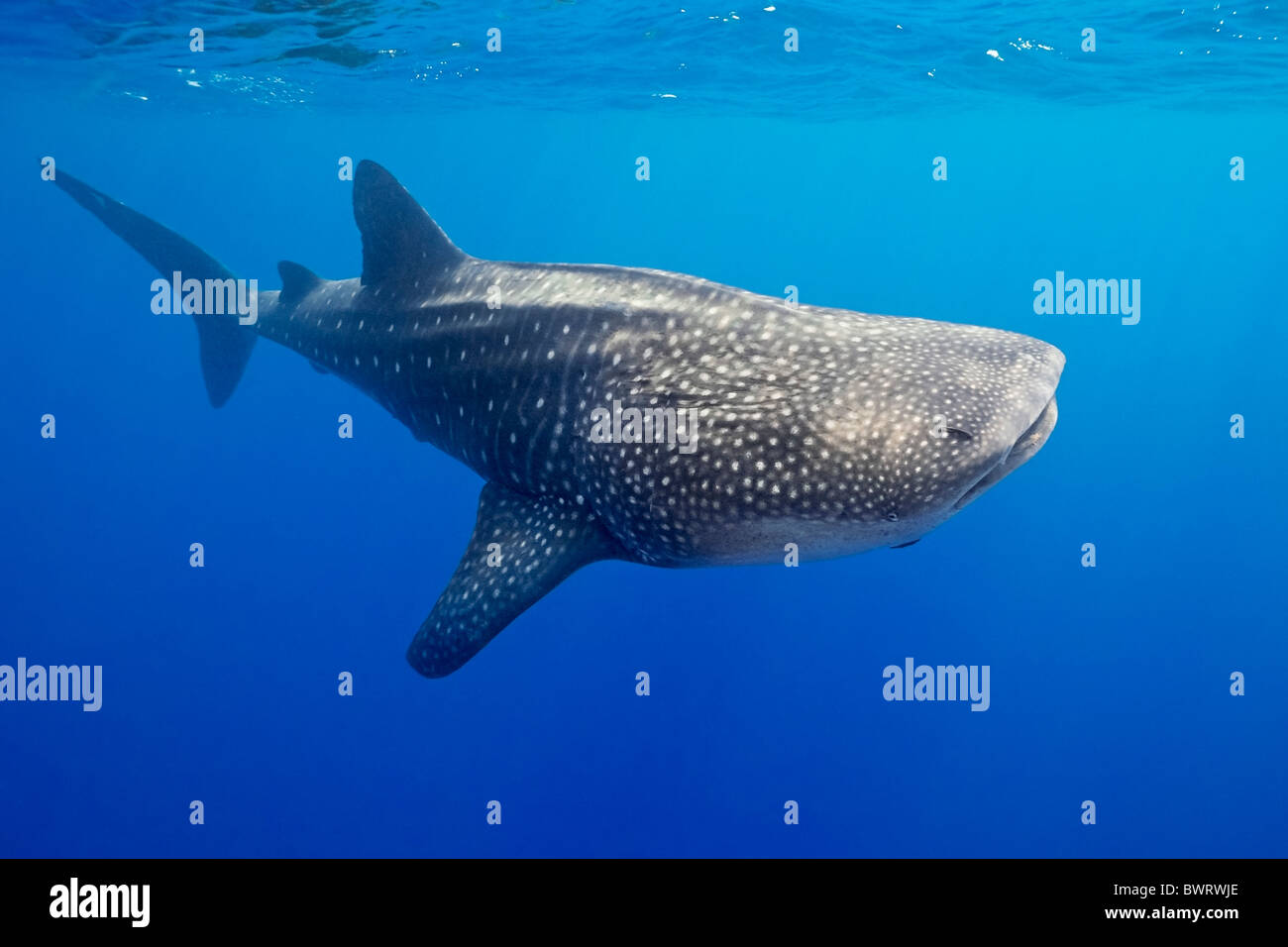 Whale shark, largest living fish species Stock Photo