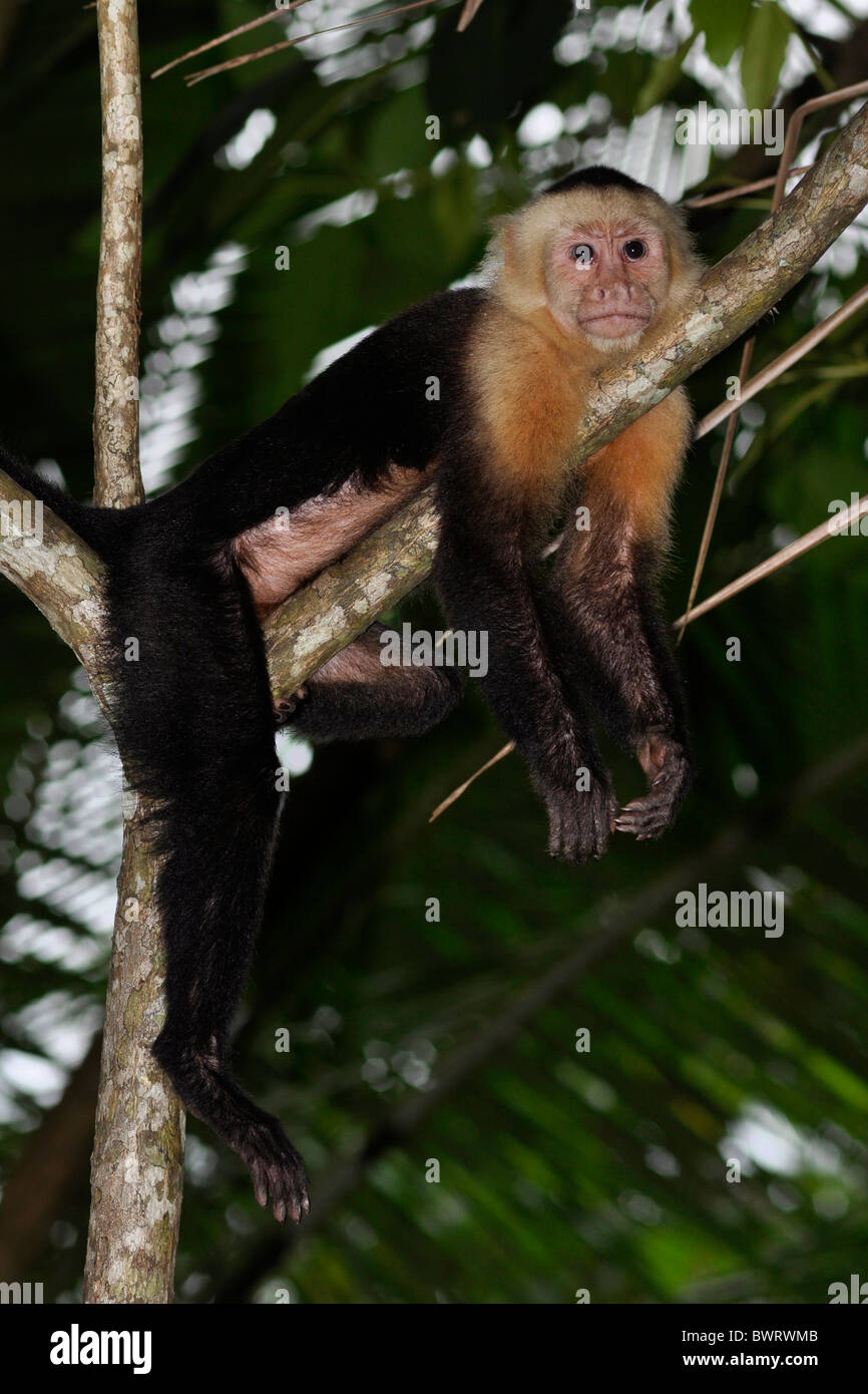 White-faced capuchin, (Cebus capucinus) Costa Rica. Stock Photo