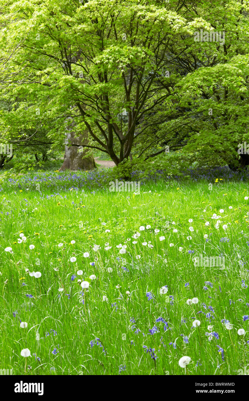 Spring at Westonbirt: bluebells and dandelions Stock Photo