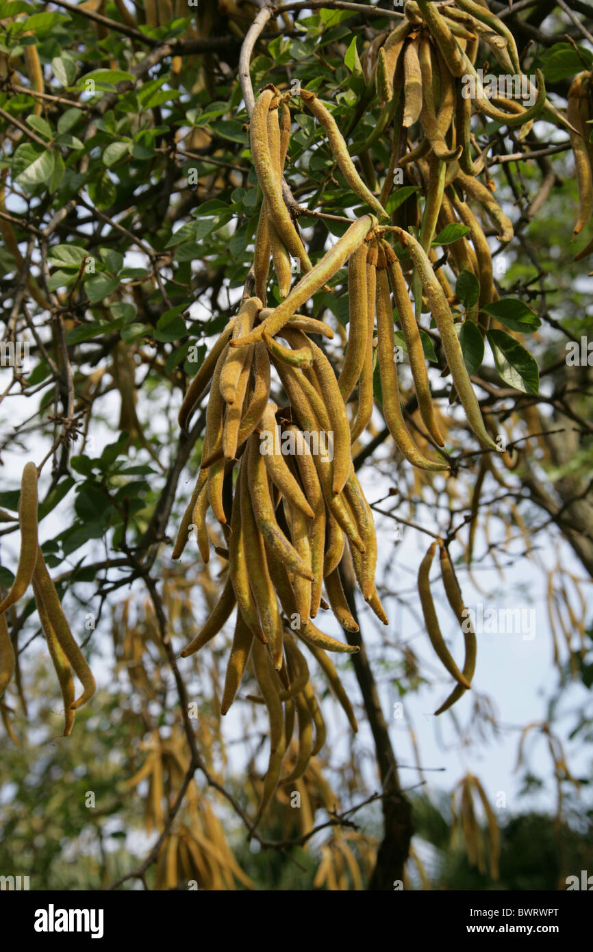 Golden Trumpet Tree, Cortez, Corteza Amarilla, Guayacan or Piuva, Tabebuia ochracea, Bignoniaceae, South America. Seed Pods. Stock Photo