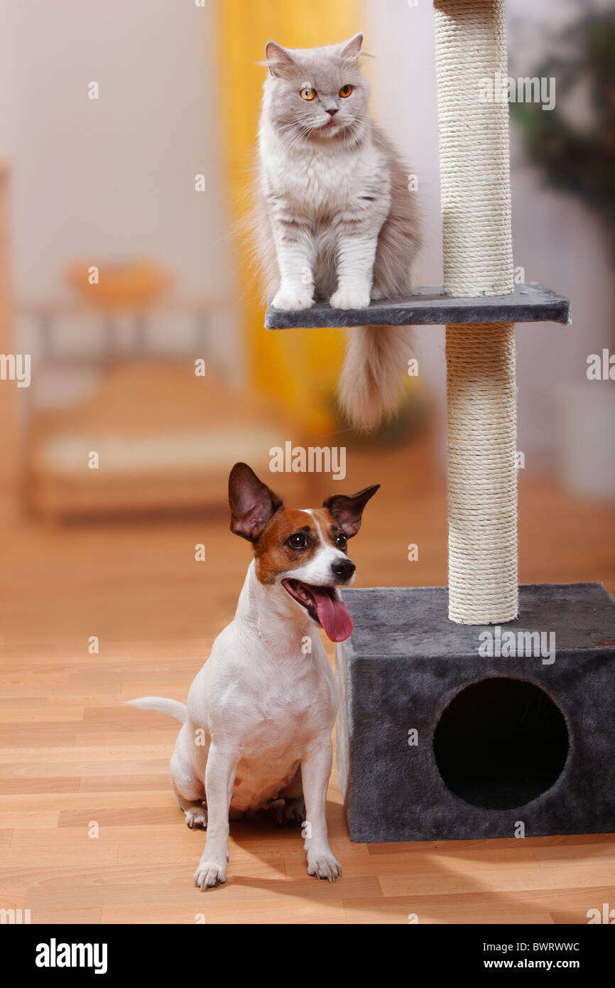 British Longhair Cat Lilac White And Jack Russell Terrier Stock
