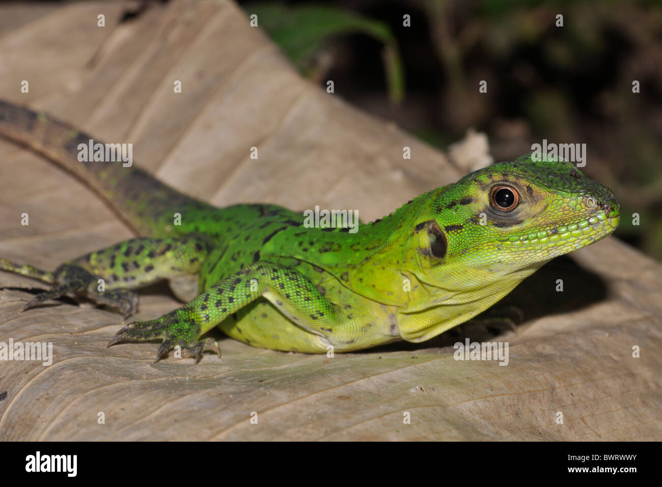 Green iguana (Iguana iguana) Juvenile. Manuel Antonio, Costa Rica. Found throughout Central America and northern South America. Stock Photo