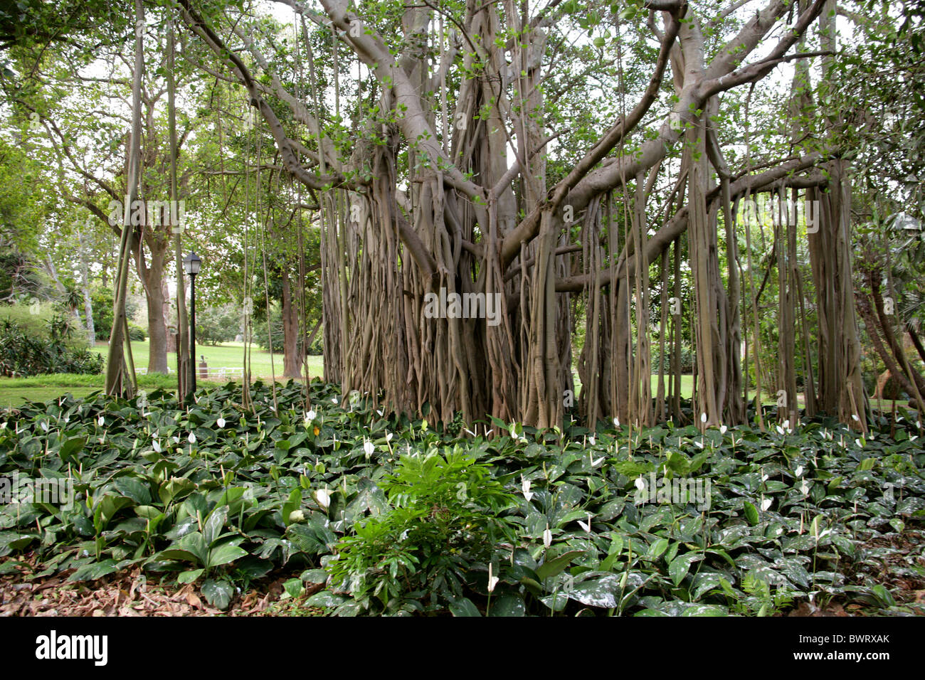Bengal Fig, Indian Fig, East Indian Fig, Banyan or Indian Banyan, Ficus benghalensis, Moraceae. Durban Botanical Gardens. Stock Photo
