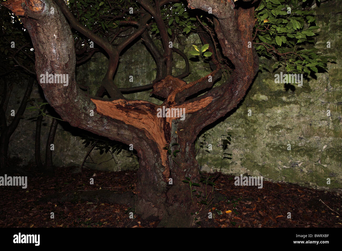 Split tree trunk in wooded area by flashlight. Stock Photo