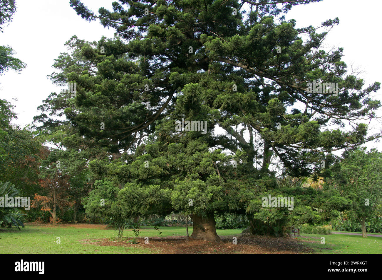 Moreton Bay Pine or Hoop Pine Tree, Araucaria cunninghamii, Araucariaceae. Durban Botanical Gardens, South Africa. Stock Photo