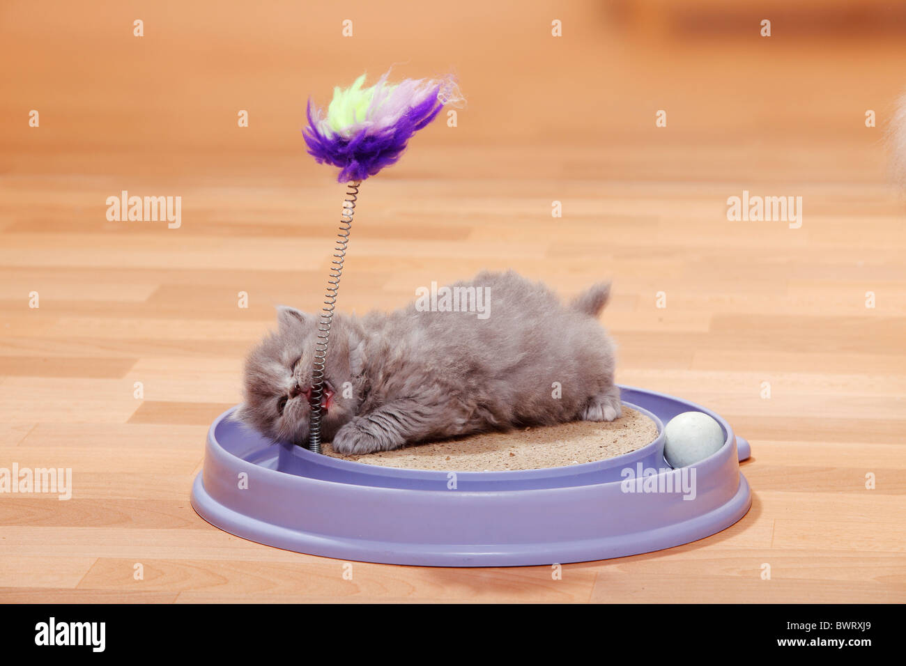 British Longhair Cat, kitten, blue-cream / Highlander, Lowlander, Britanica, toy Stock Photo