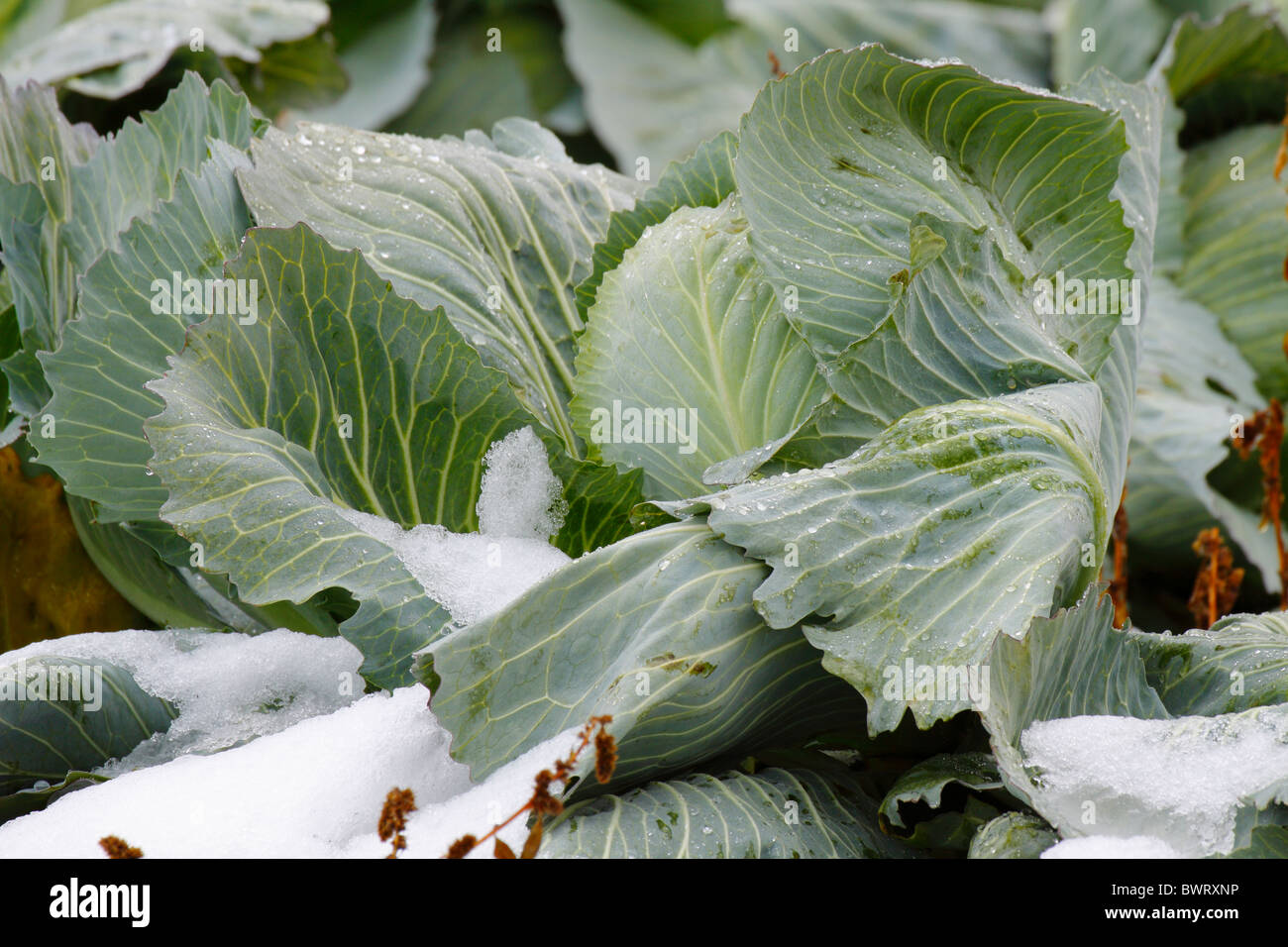 Cabbage plant with snow in farm field in winterVictoria, British