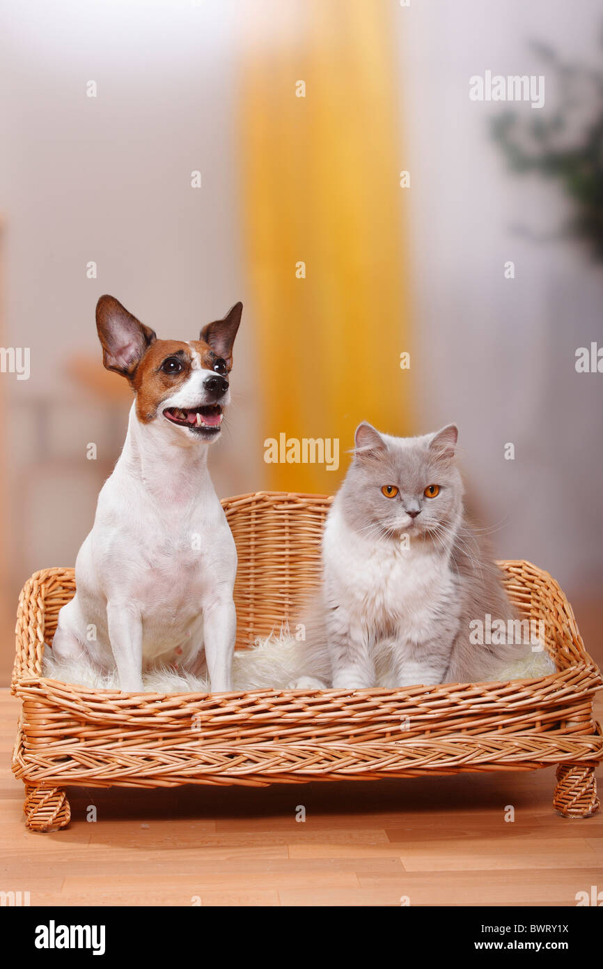 British Longhair Cat Lilac White And Jack Russell Terrier Stock
