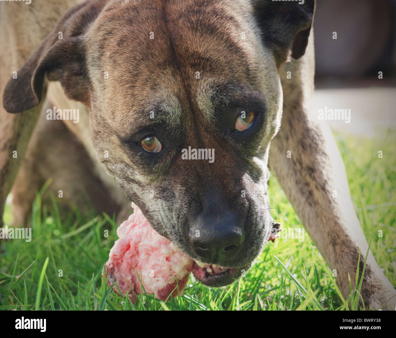Savage looking dog eating hunk of meat Stock Photo