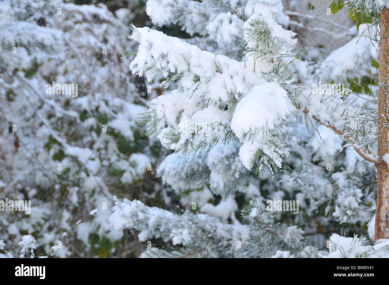 snow and pine Stock Photo - Alamy