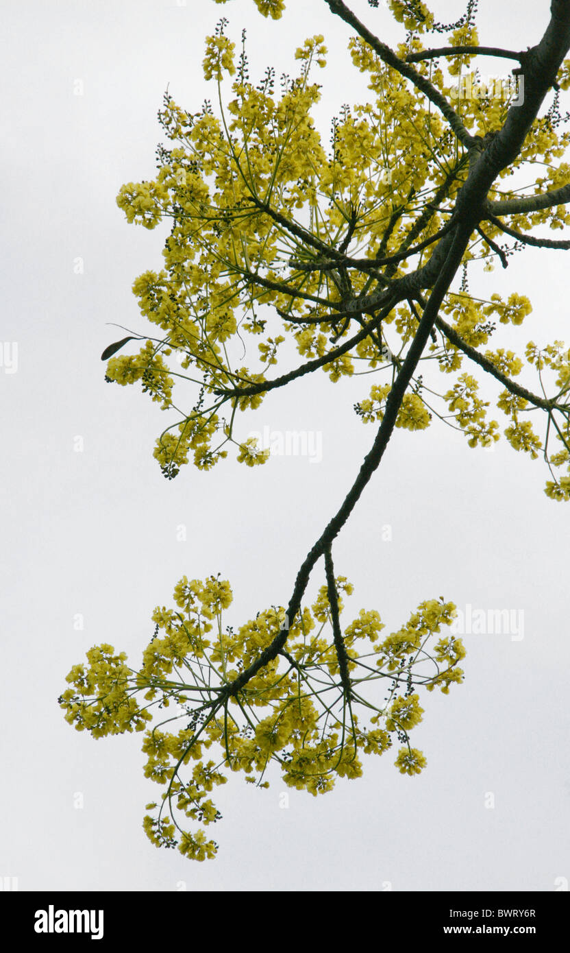 Feather Duster Tree, Tower Tree or Brazilian Firetree, Schizolobium parahyba, Fabaceae, Tropical America. Stock Photo