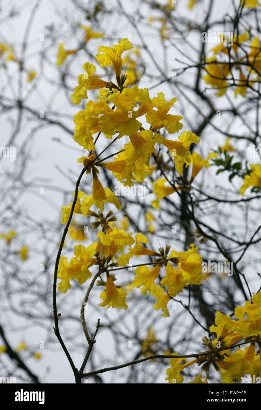 Golden Trumpet Tree, Cortez, Corteza, Corteza Amarilla, Guayacan or Piuva, Tabebuia ochracea, Bignoniaceae, South America. Stock Photo