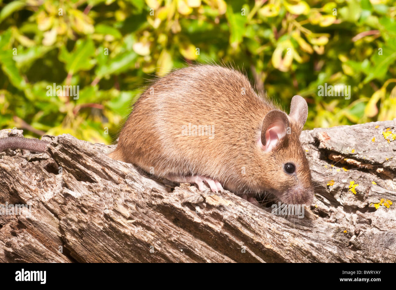 House mouse, Mus musculus domesticus, agouti coloured, ranges worldwide except Antarctica; originally native to Asia Stock Photo