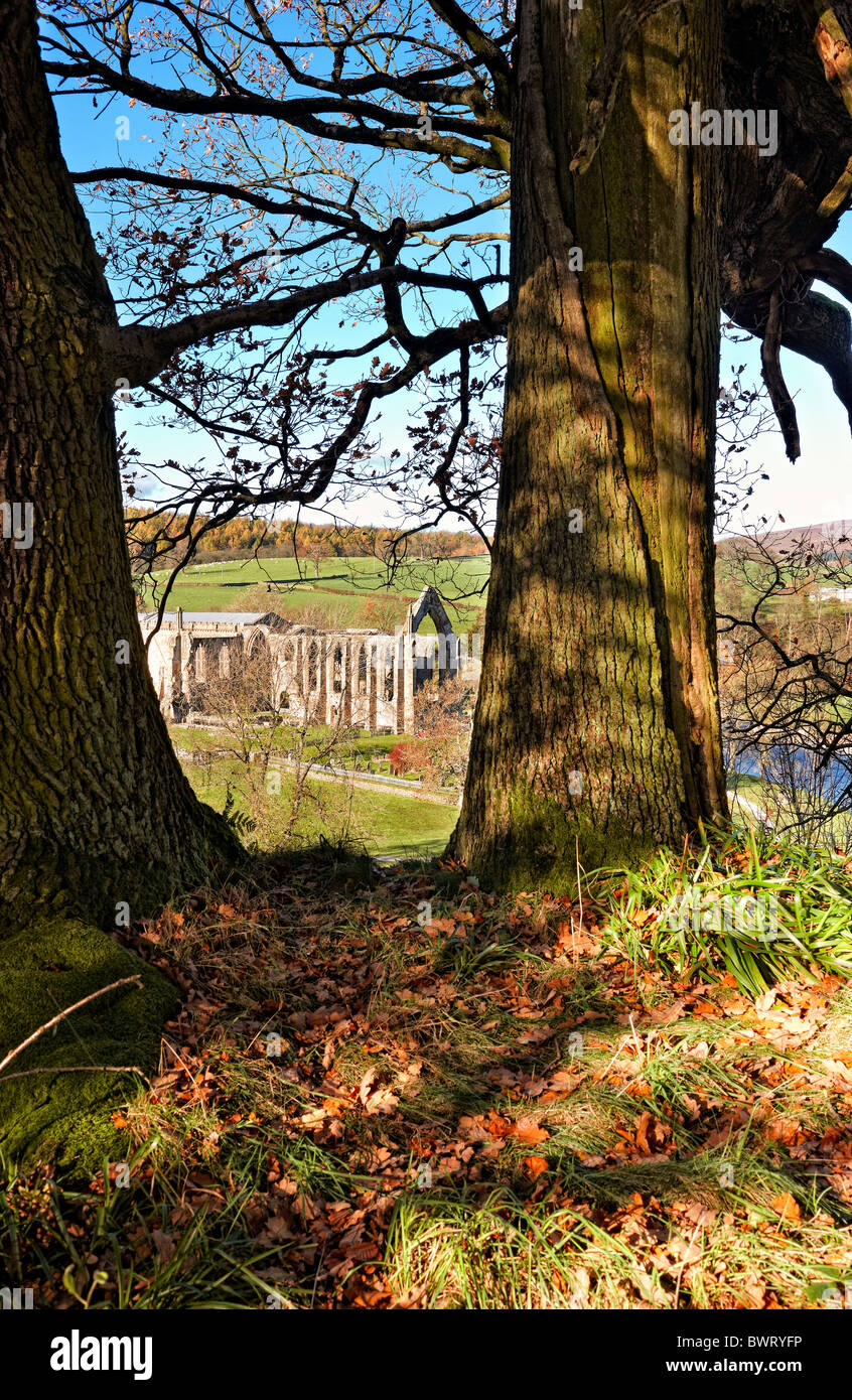 Bolton Priory ruins from the woodland walk in Bolton Abbey woods, autumn, North Yorkshire UK Stock Photo