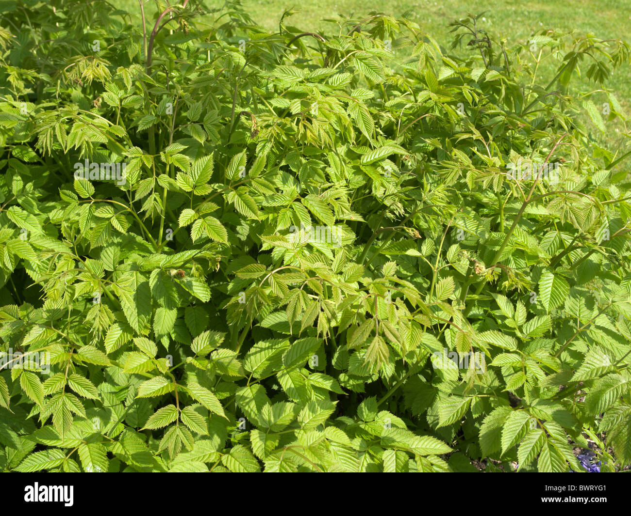 Aruncus dioicus var. vulgaris otherwise known as Goat's Beard in spring Stock Photo