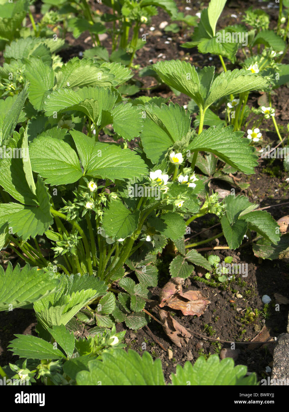 Strawberry Plants in Flower (Fragaria x ananassa cultivar) Stock Photo
