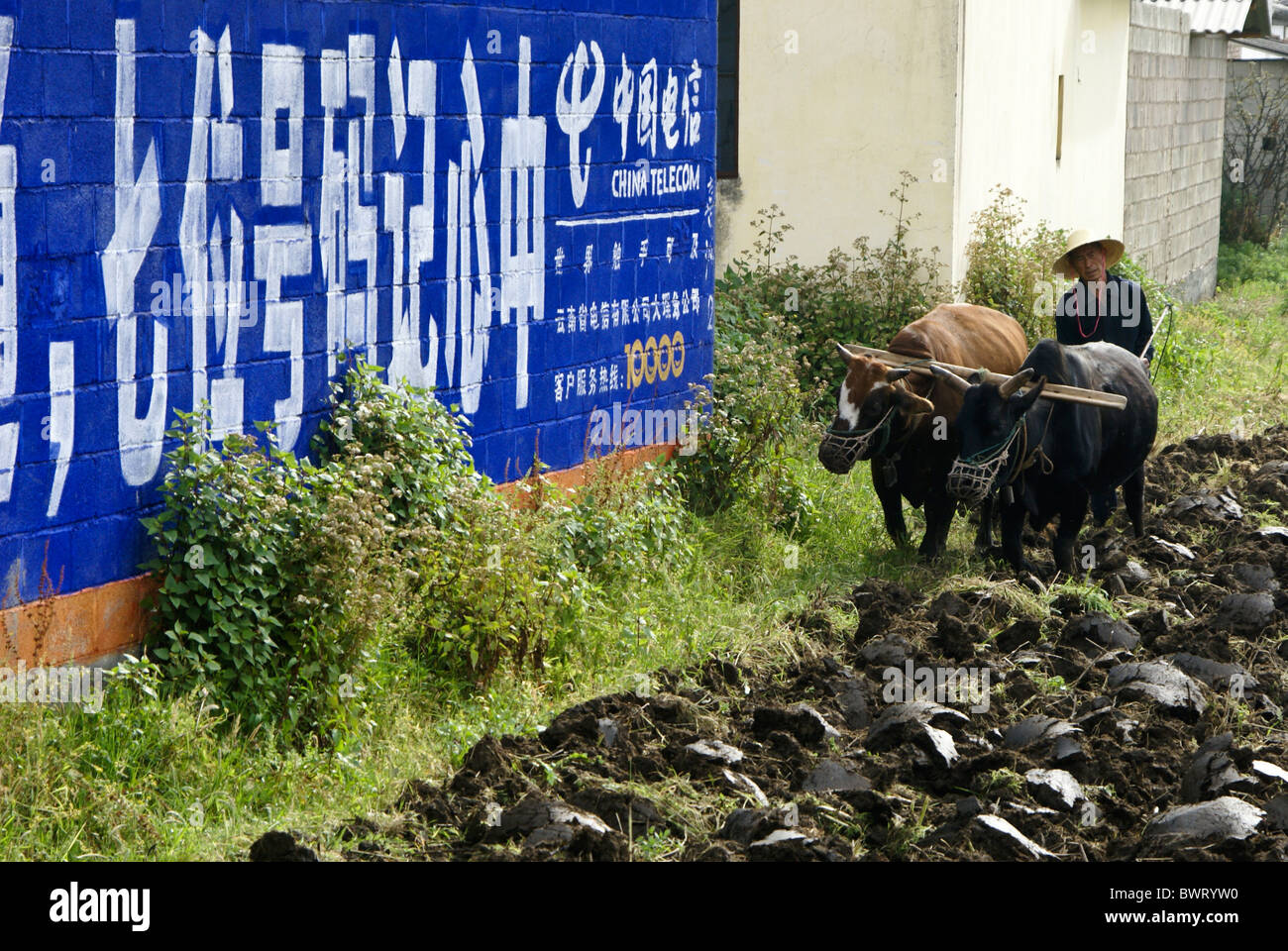 Man plowing field with cattle, Xizhou, Yunnan, China Stock Photo