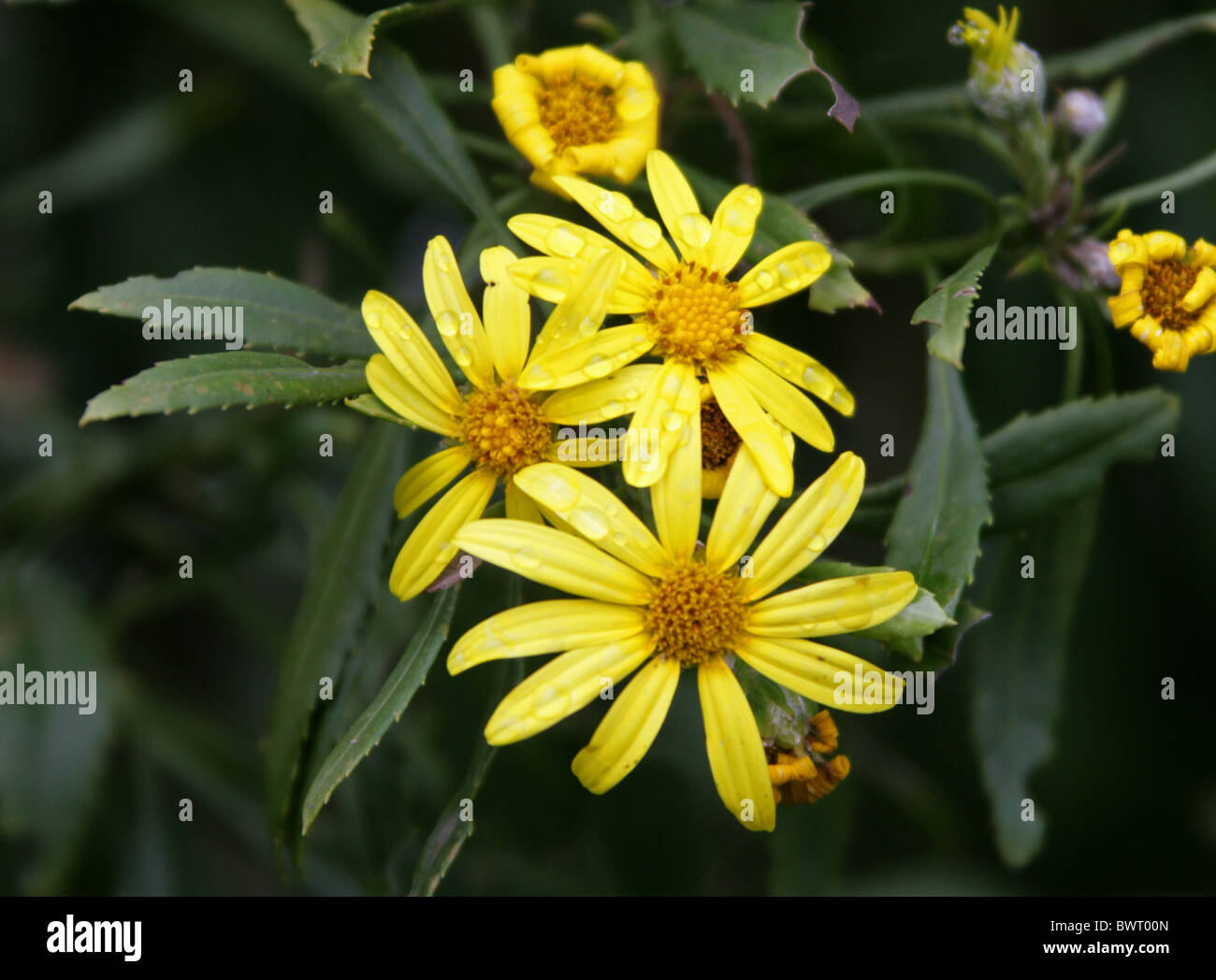 Yellow Composite Daisy Flowers, Asteraceae. Bloukrans River Gorge, Tsitsikamma, South Africa. Stock Photo