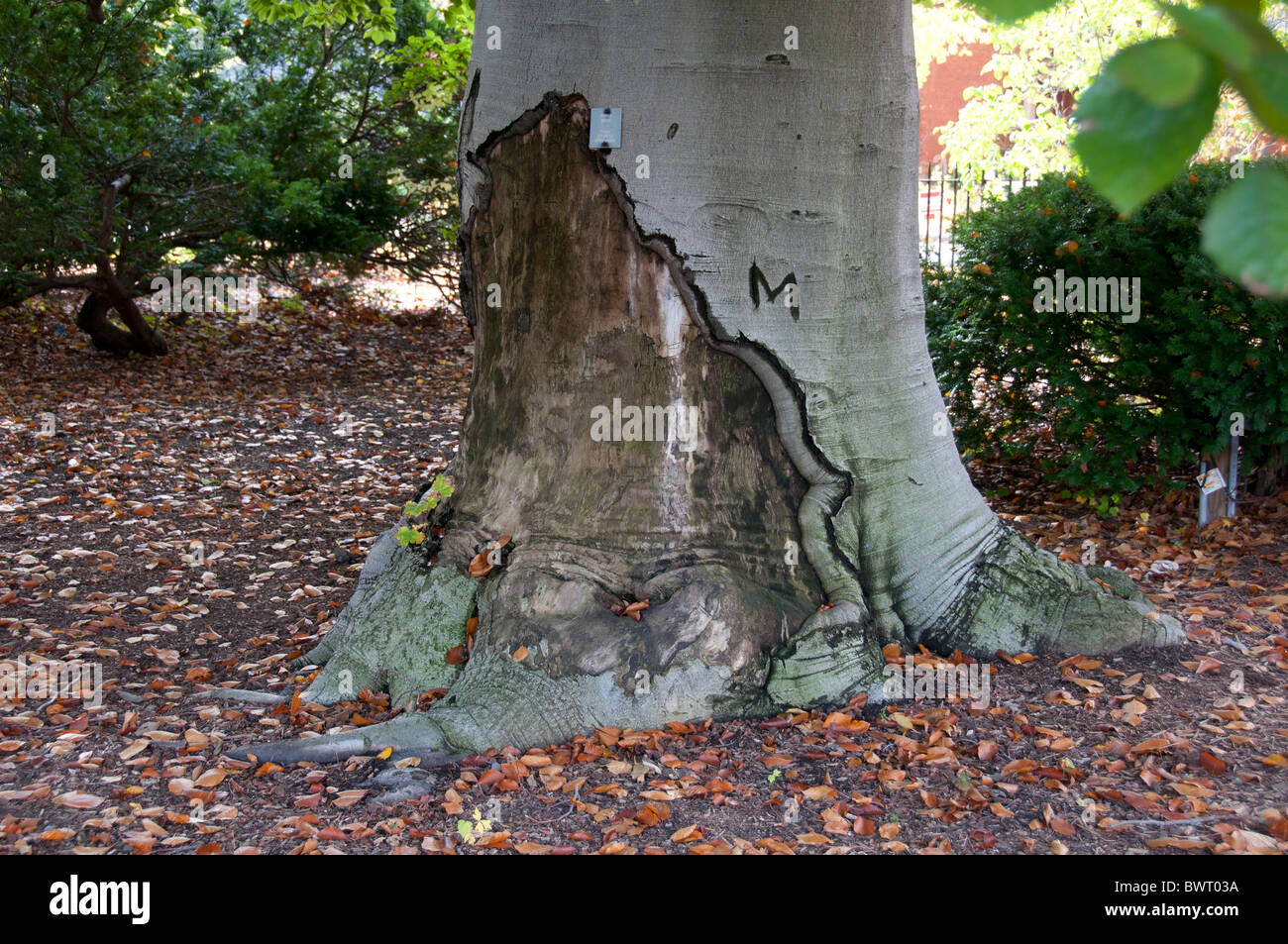 Damaged Beech tree Stock Photo Alamy