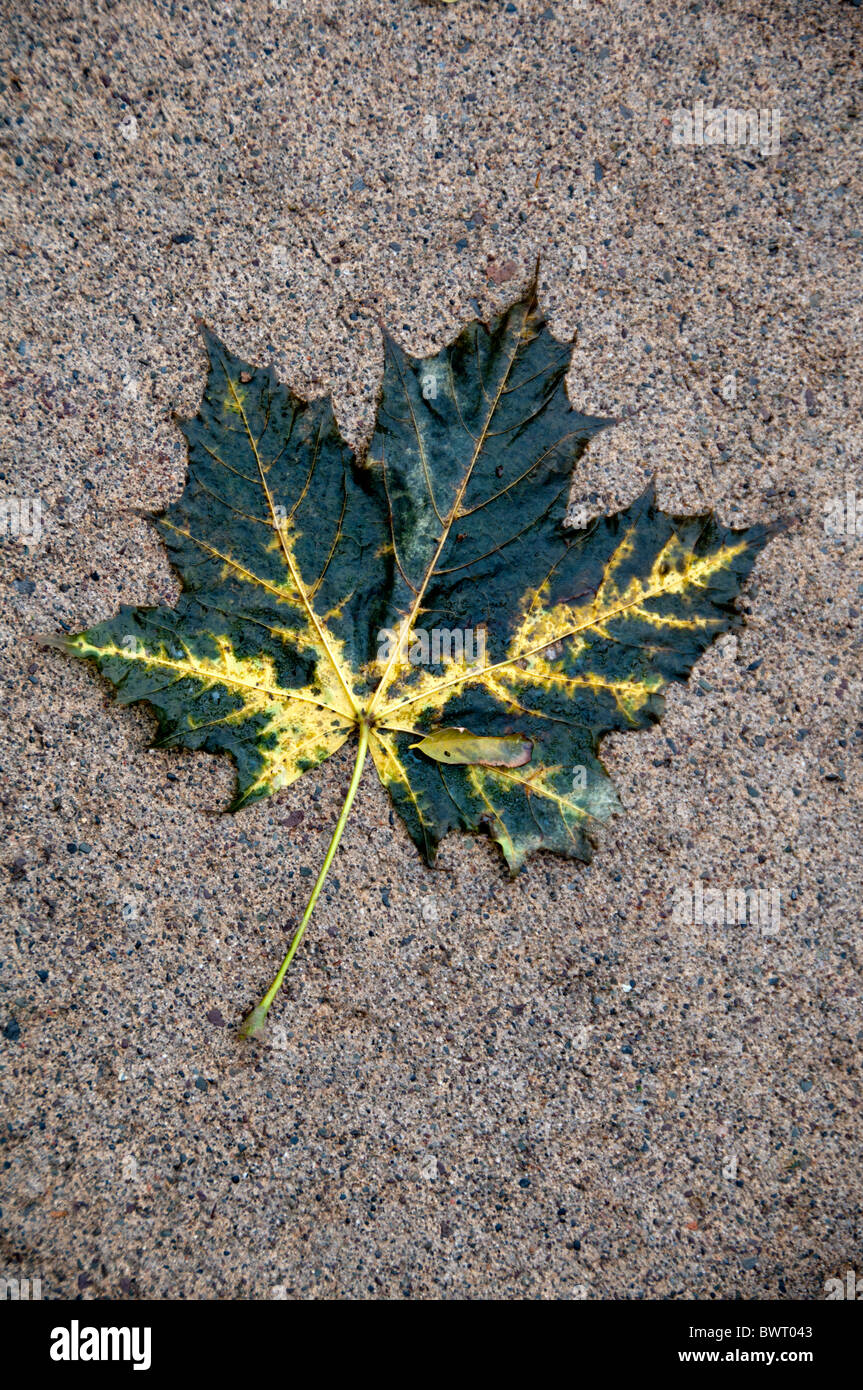 Fallen maple leaf on sidewalk. Stock Photo