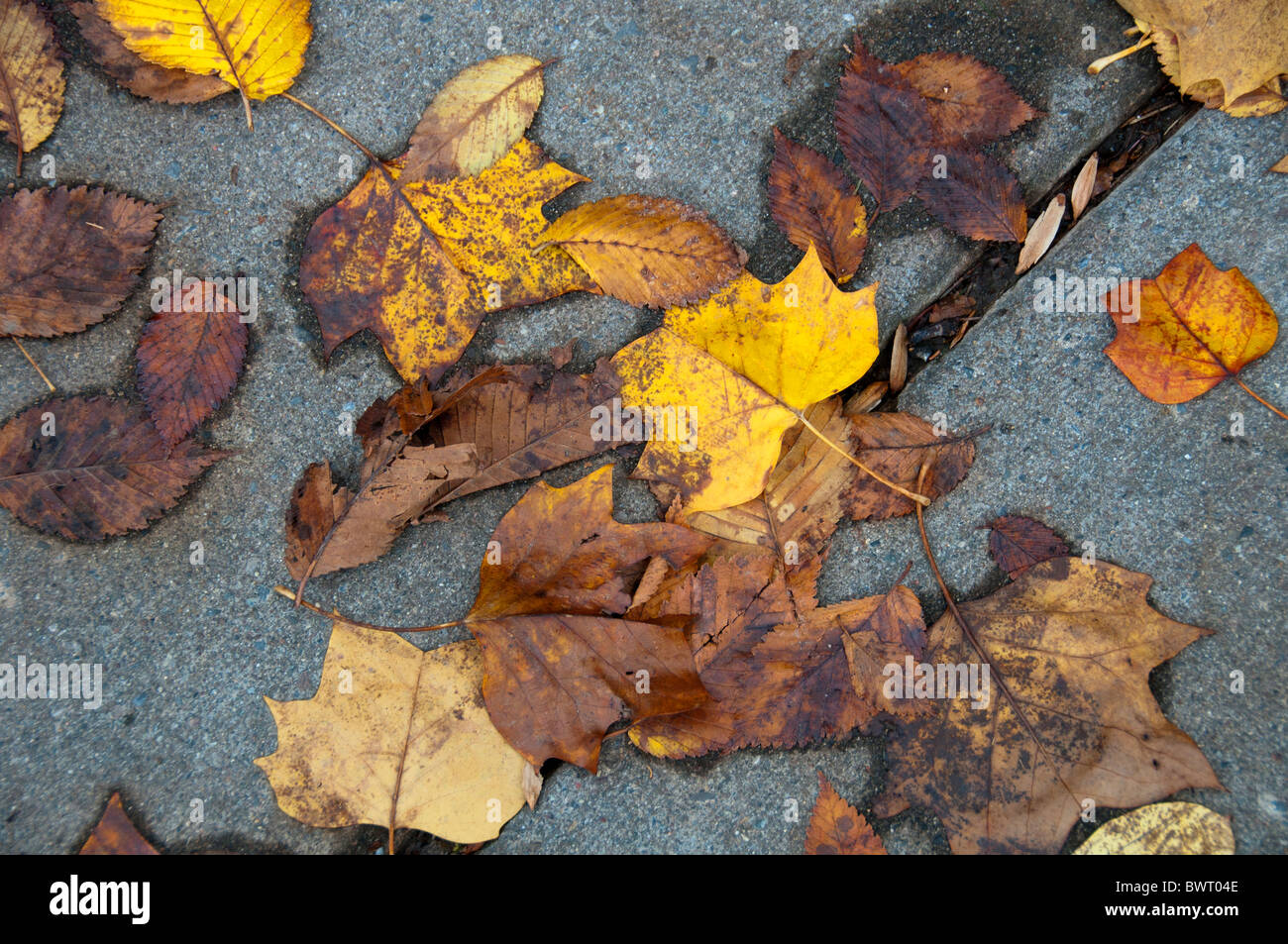 Autumn leaves on sidewalk. Stock Photo