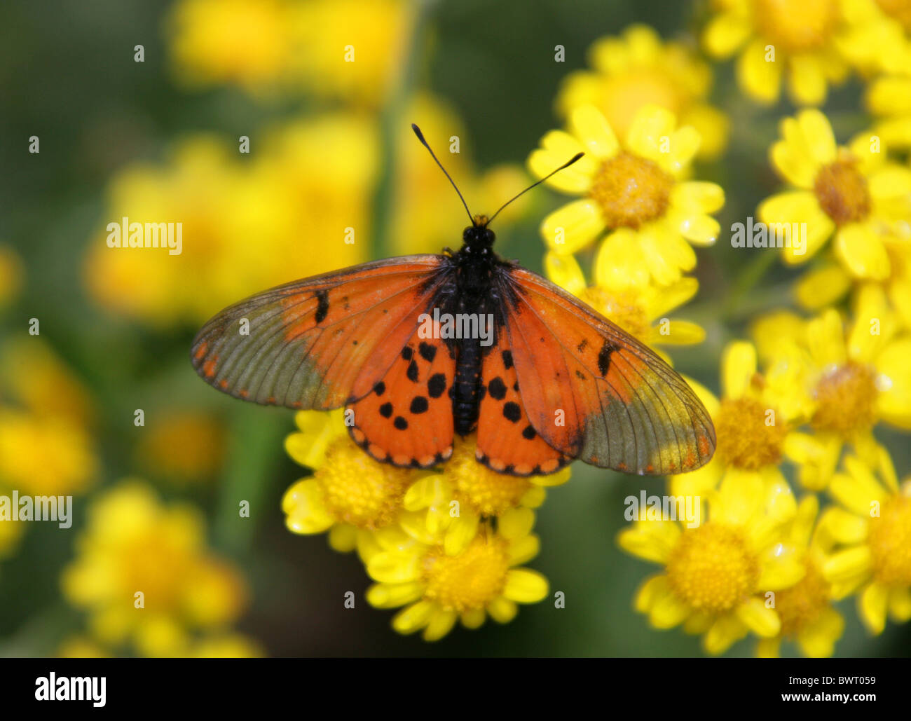 Garden Acraea Butterfly, Acraea horta, Nymphalidae. Tsitsikamma, South Africa. Type species of Acraea. Stock Photo