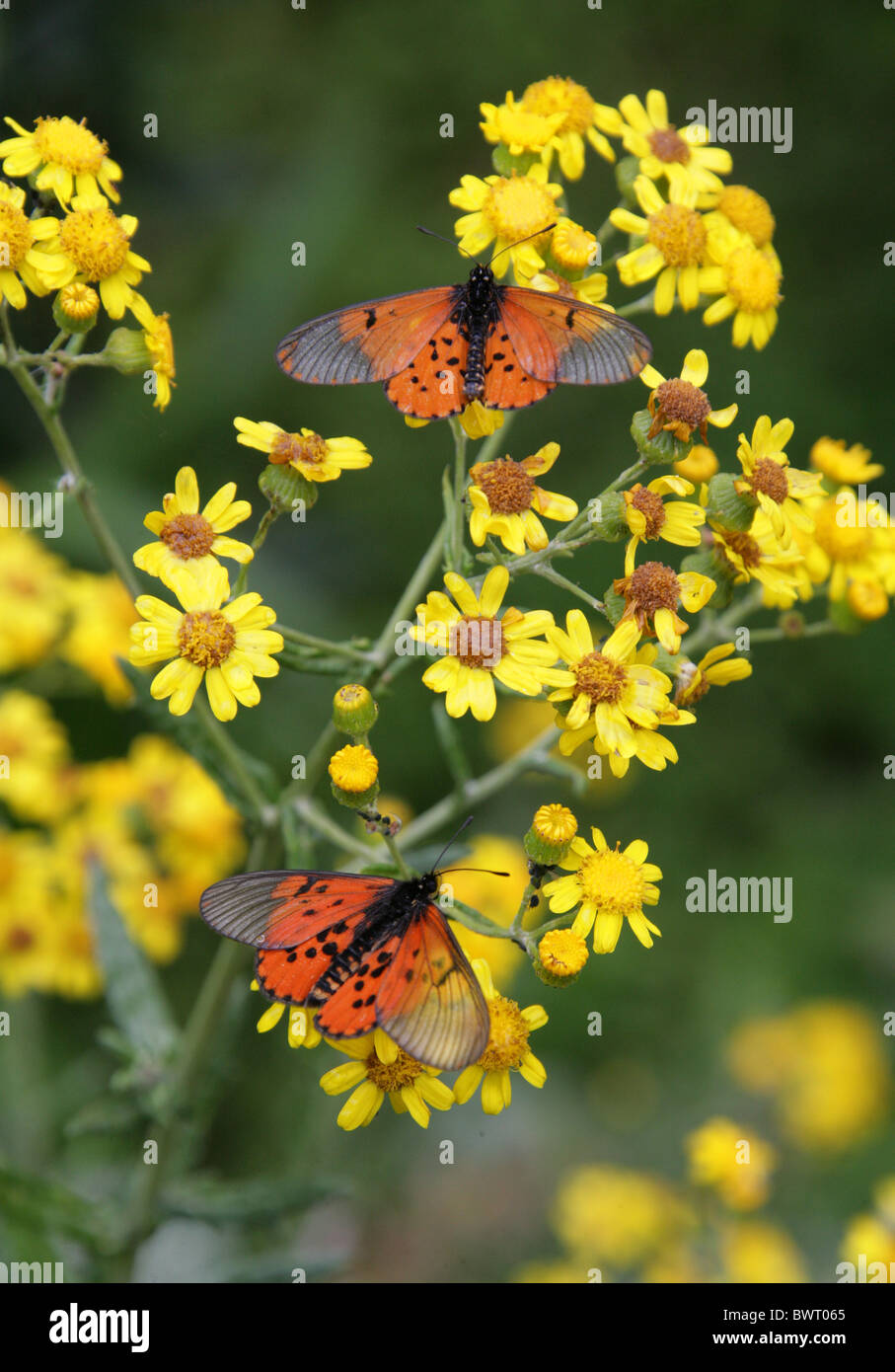 Garden Acraea Butterfly, Acraea horta, Nymphalidae. Tsitsikamma, South Africa. Type species of Acraea. Stock Photo