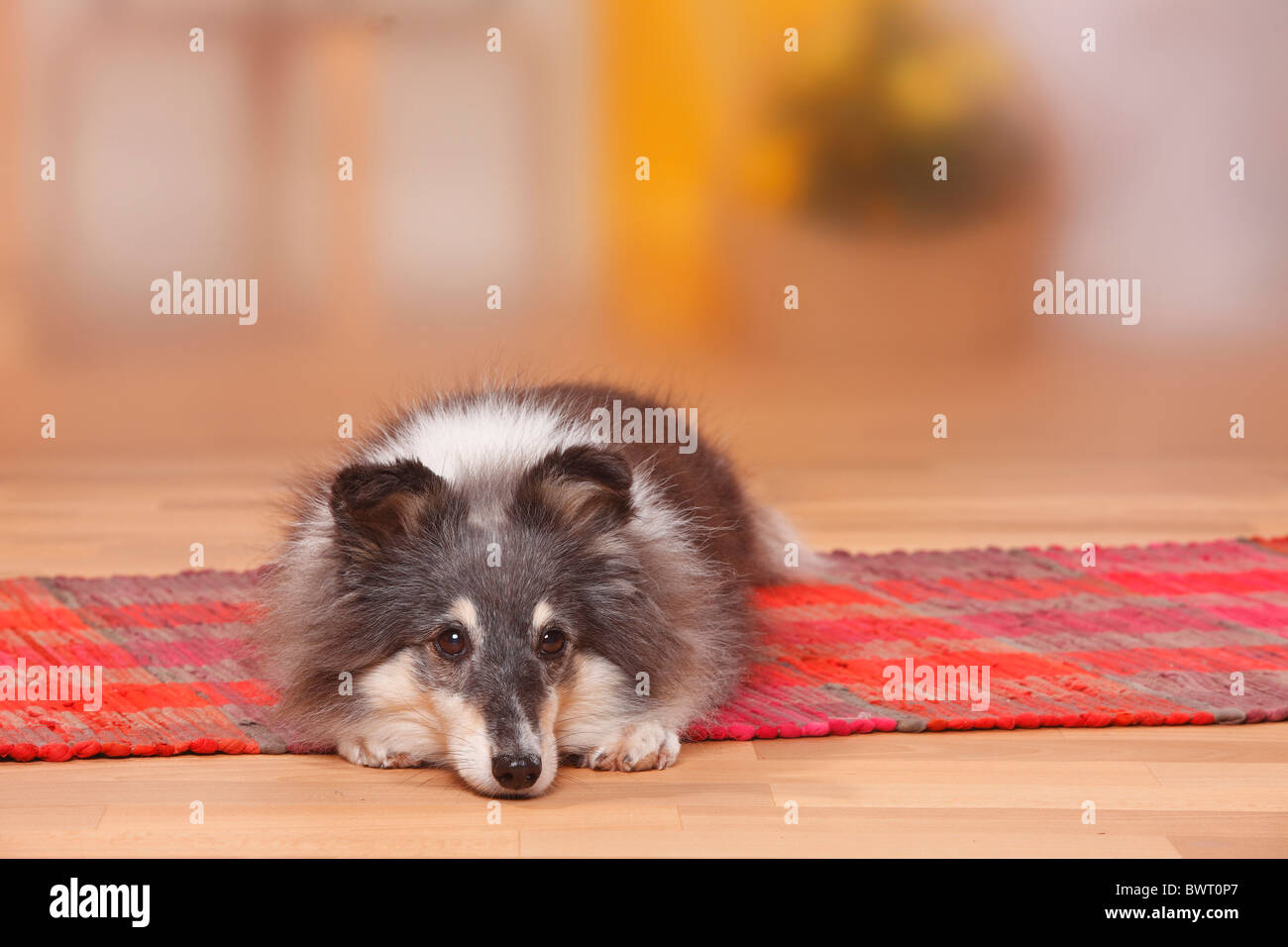 Sheltie, 9 years old / Shetland Sheepdog Stock Photo