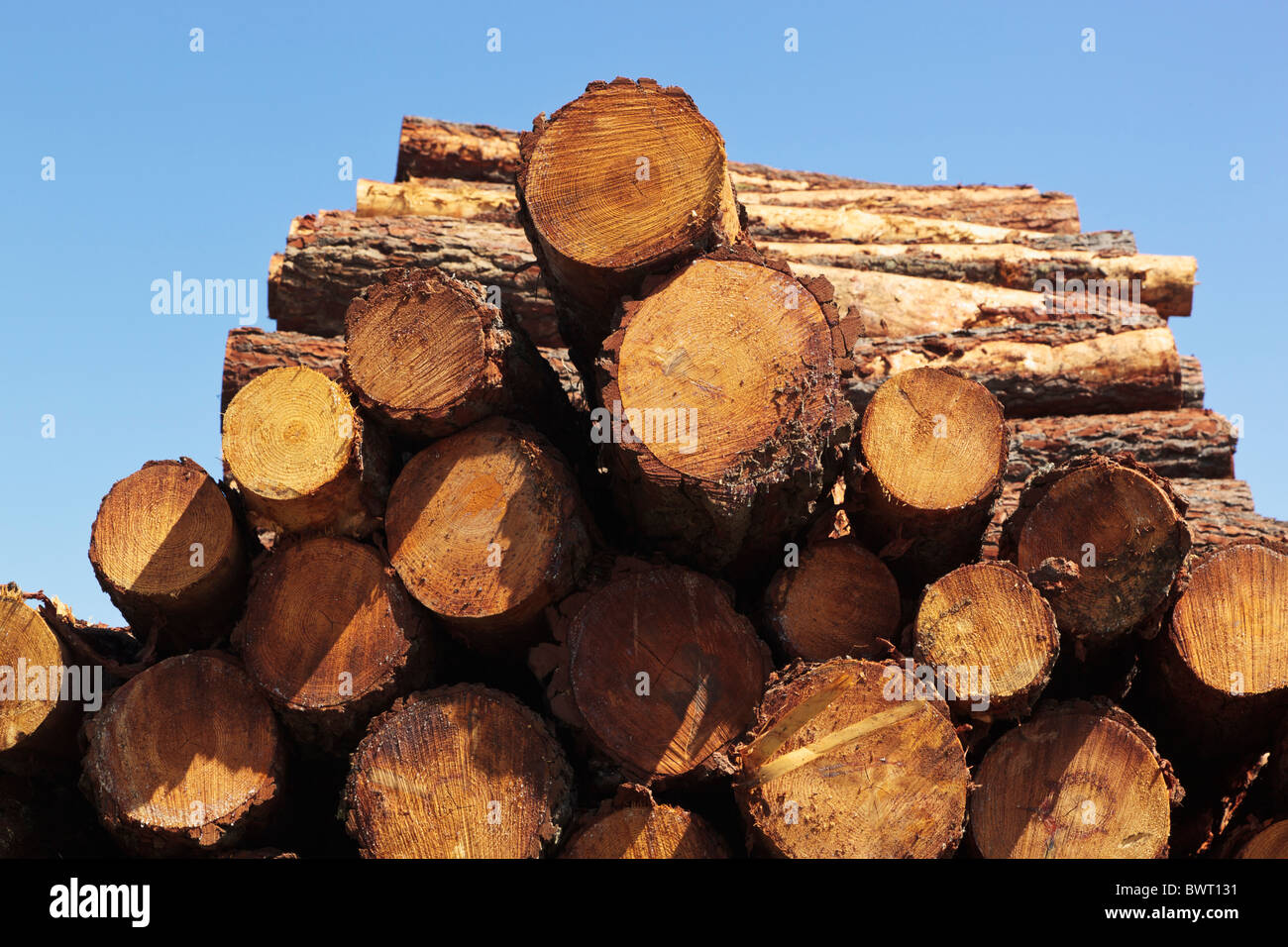Wood piles near Bohonal de Ibor, Caceres Province, Spain Stock Photo