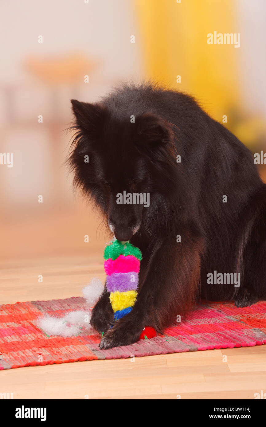 Groenendael destroying toy / Belgian Shepherd Dog Stock Photo Alamy