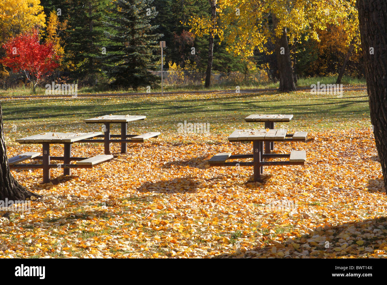 Autumn Colours And Park Benches And Picnic Tables In The Park