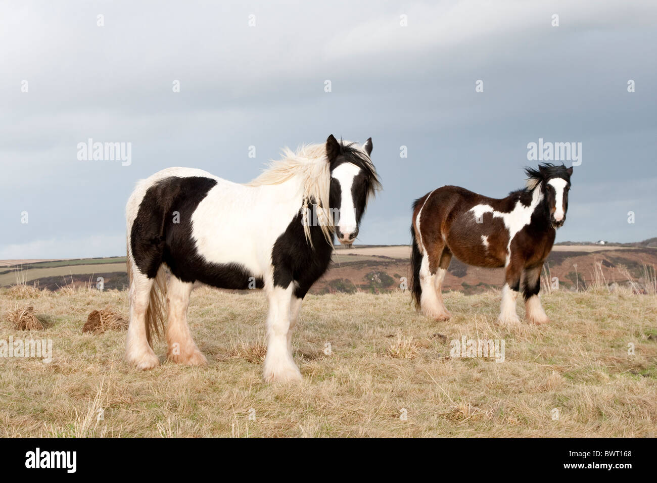 Welsh ponies in a farmer's field stare at the camera Stock Photo