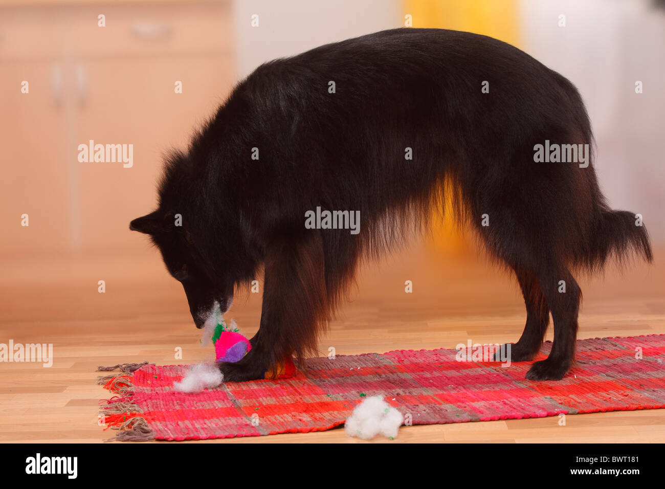 Groenendael destroying toy / Belgian Shepherd Dog, side Stock Photo Alamy