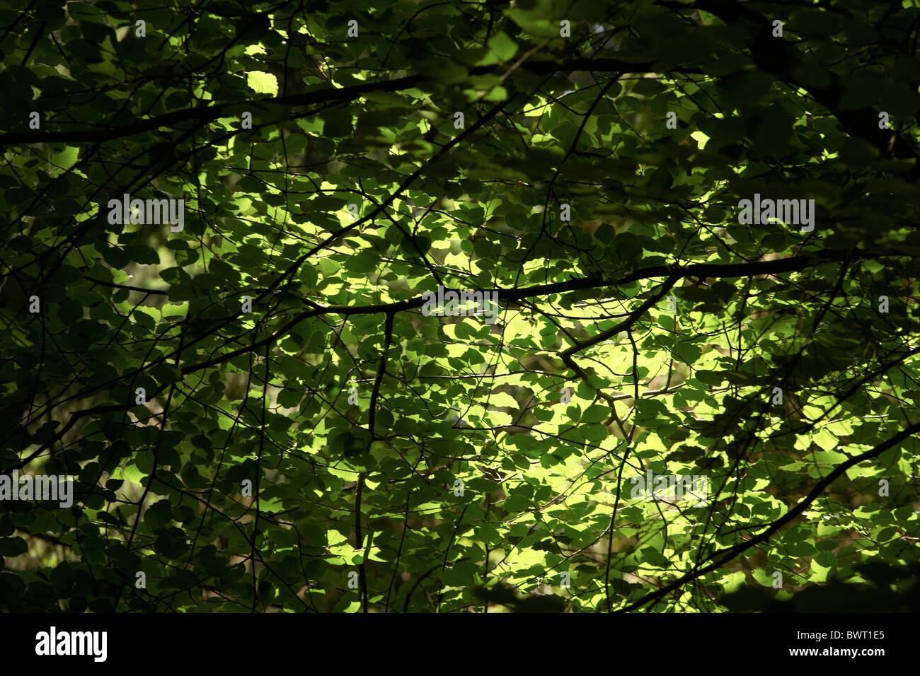 Soft focus leaves hi-res stock photography and images - Alamy