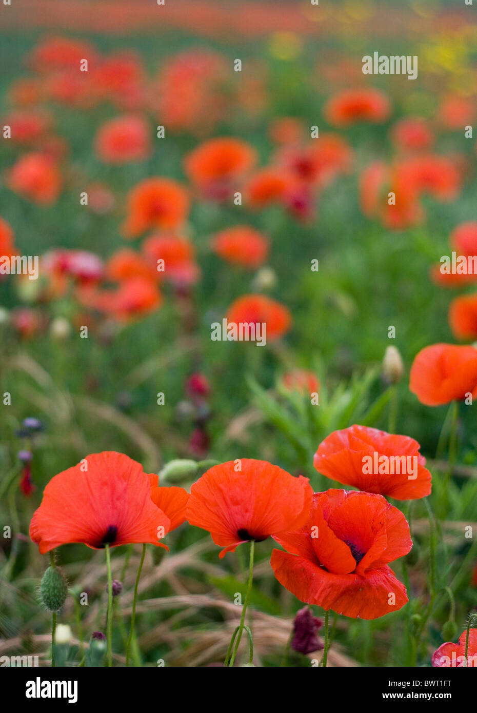 Red italian poppies wildflowers in hi-res stock photography and images ...