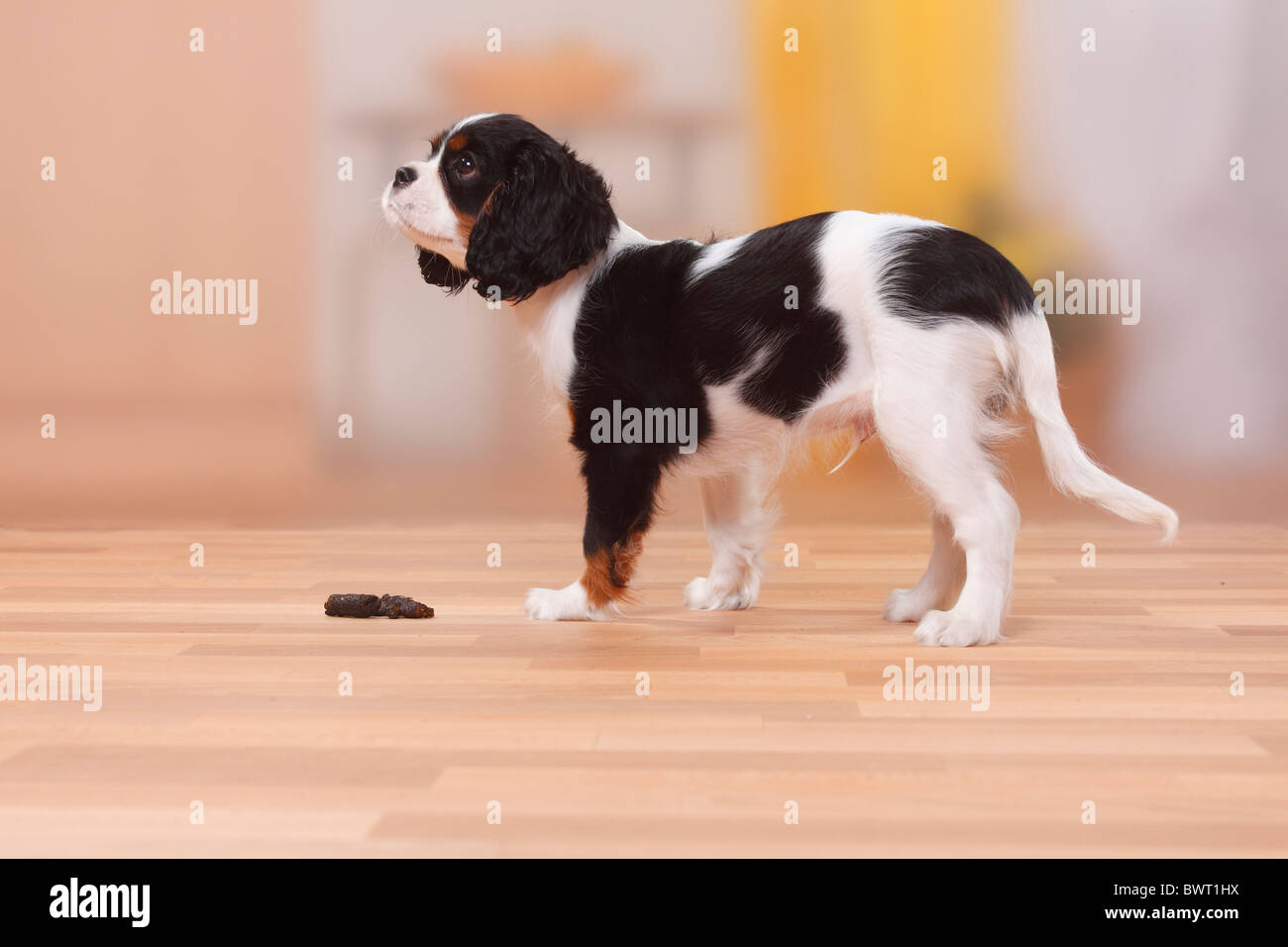 Cavalier King Charles Spaniel, puppy, tricolour, 13 weeks, at excrement