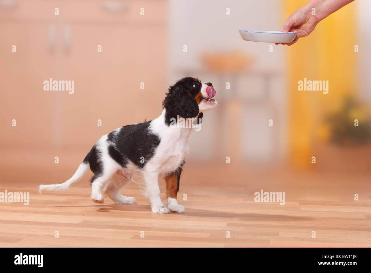 Cavalier King Charles Spaniel, puppy, tricolour, 13 weeks, getting bowl