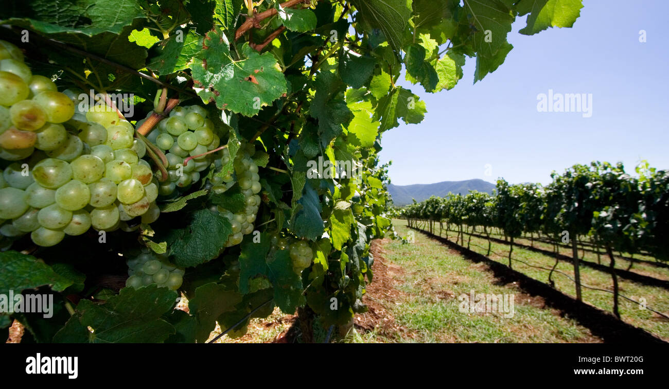 Grapes growing in a vineyard in the Hunter Valley region, NSW