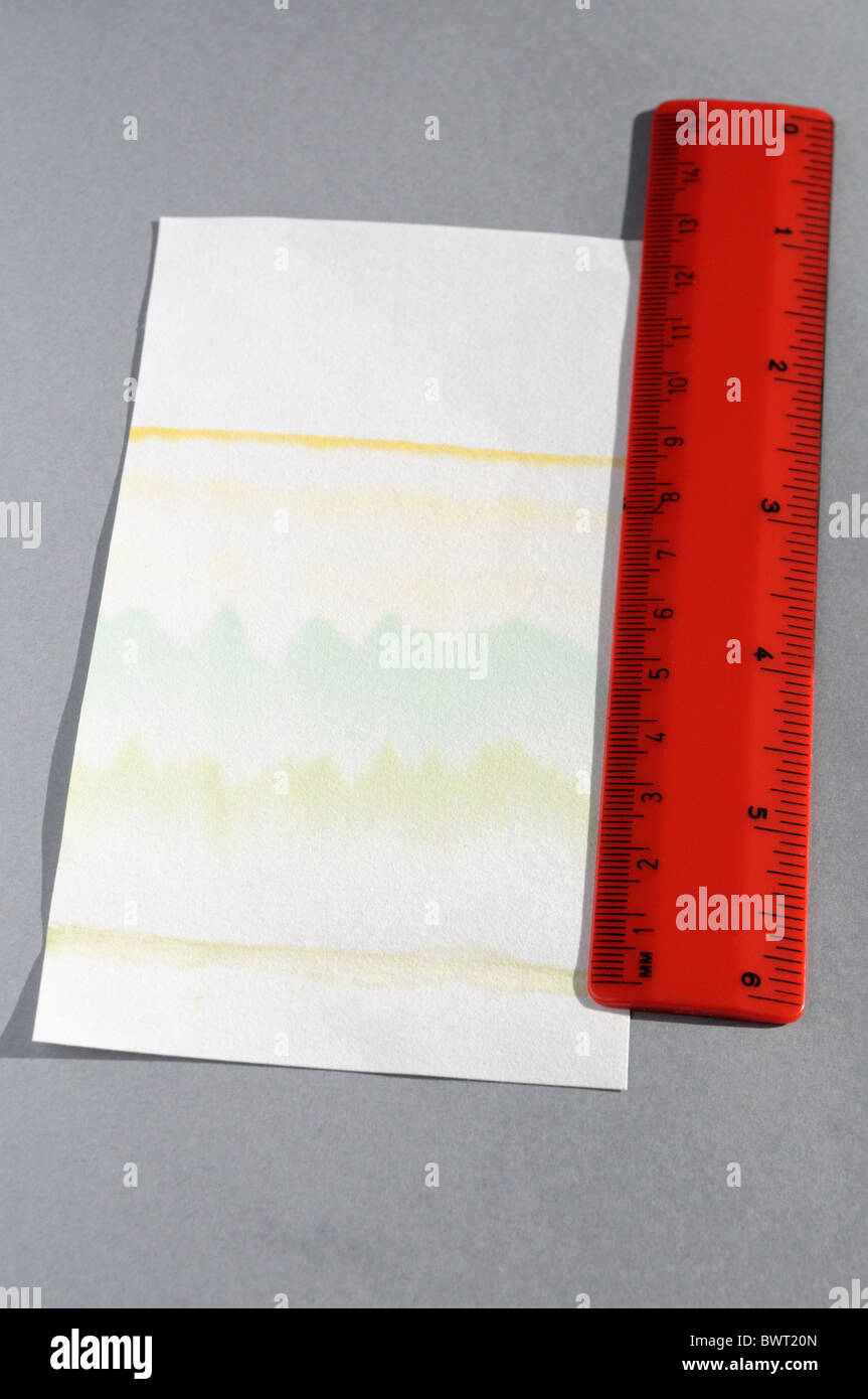 Photosynthetic pigments from a leaf resulting from paper chromatography. Pigments include chlorophyll a and b (see description) Stock Photo