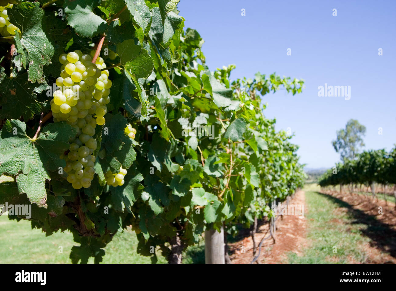 Grapes growing in a vineyard in the Hunter Valley region, NSW, Australia Stock Photo Alamy