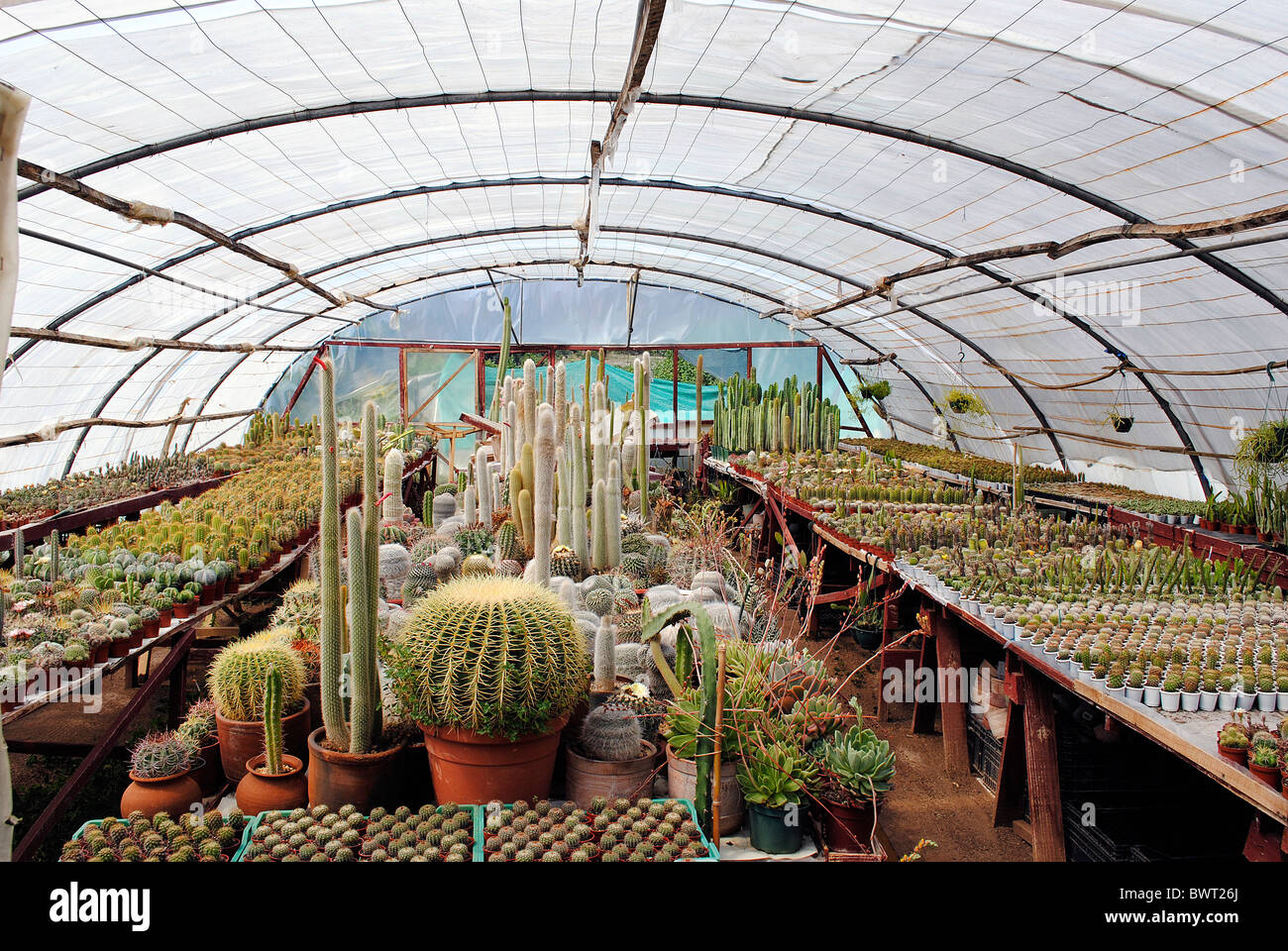 Cactus greenhouse, many varieties. Stock Photo