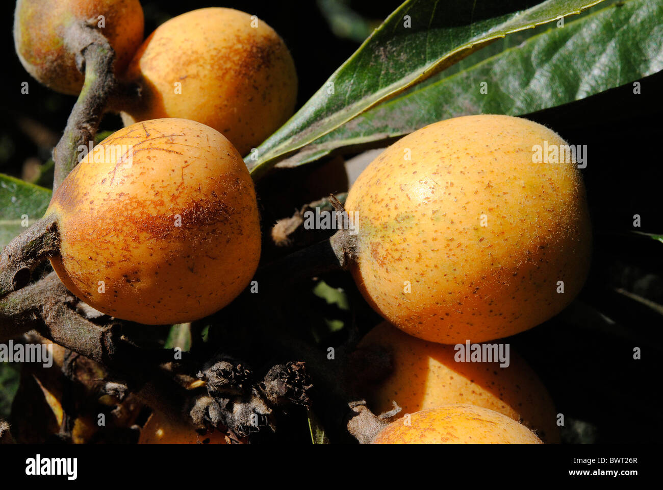 Loquat tree fruit Stock Photo